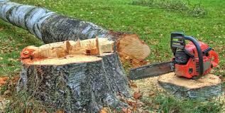 Best Tree Cabling and Bracing  in Pampa, TX