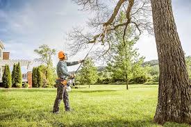 Tree and Shrub Care in Pampa, TX