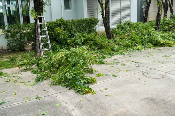 How Our Tree Care Process Works  in  Pampa, TX