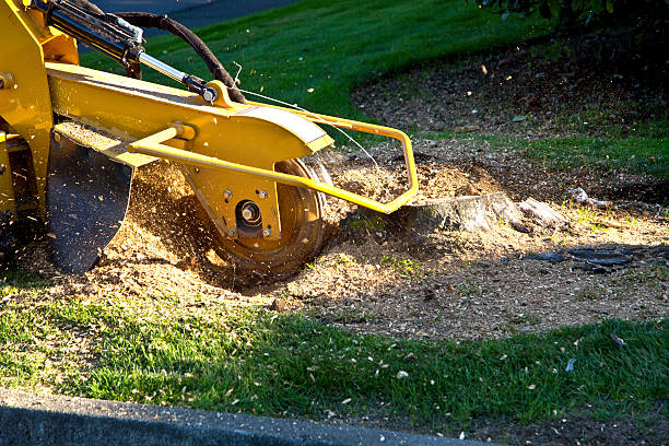 Lawn Maintenance Plans in Pampa, TX